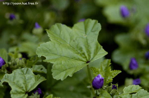 mauve sylvestre