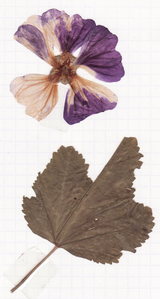 mauve sylvestre