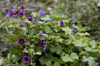 mauve sylvestre