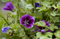 mauve sylvestre