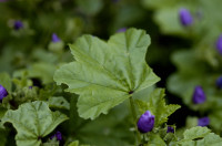 mauve sylvestre