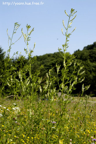 mélilot blanc