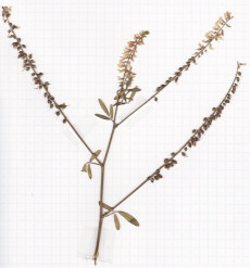 mélilot blanc