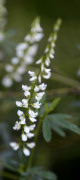 mélilot blanc