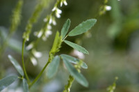 mélilot blanc