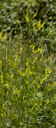 mélilot jaune