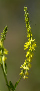 mélilot jaune