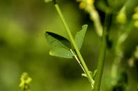 mélilot jaune
