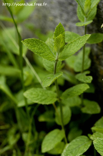 Menthe des champs