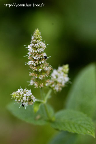 Menthe des champs