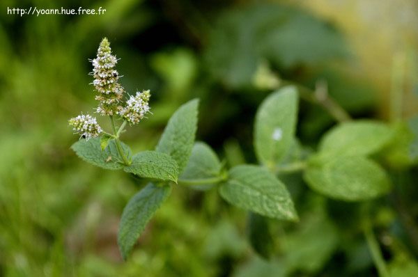 Menthe des champs
