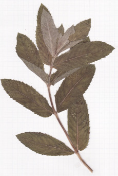 menthe des champs