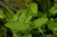 menthe des champs