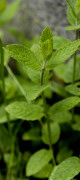 menthe des champs