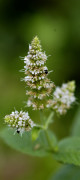 menthe des champs