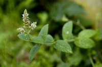 menthe des champs