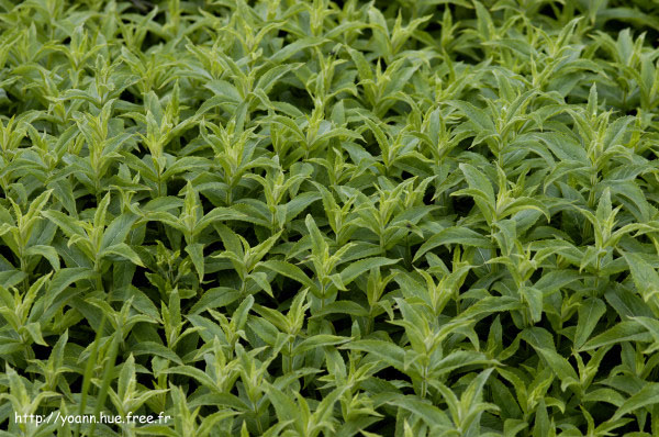 Menthe à longues feuilles
