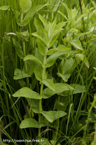 Menthe à longues feuilles