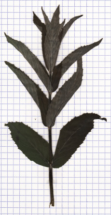 menthe longue feuille