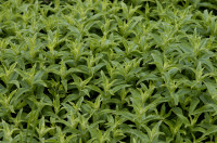 menthe longue feuille