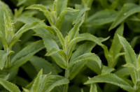 menthe longue feuille