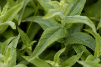 menthe longue feuille