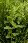menthe longue feuille