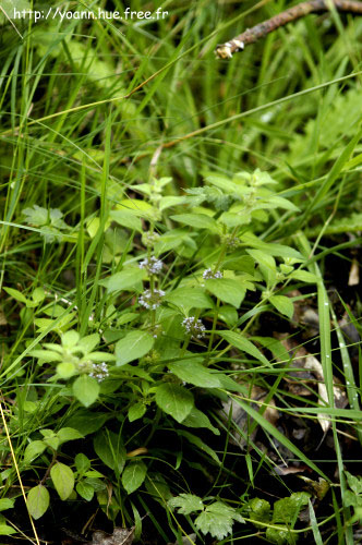 menthe pouliot