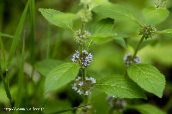 menthe pouliot