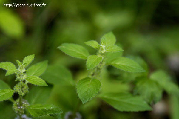 menthe pouliot