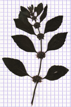 menthe pouliot