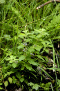 menthe pouliot