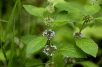 menthe pouliot