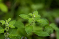 menthe pouliot