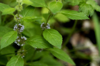 menthe pouliot