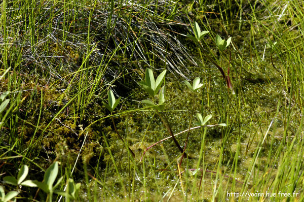 ményanthes
