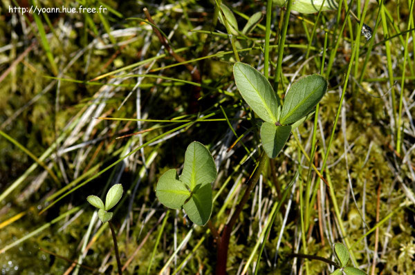 ményanthes