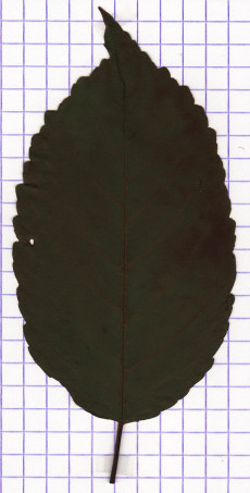 merisier