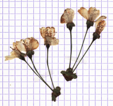 merisier