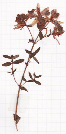 millepertuis