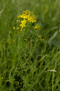 millepertuis