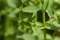 millepertuis