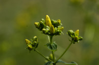 millepertuis