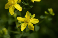millepertuis