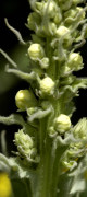molene blanc