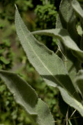 molene blanc