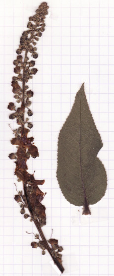 molene noire