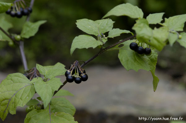 morelle noire