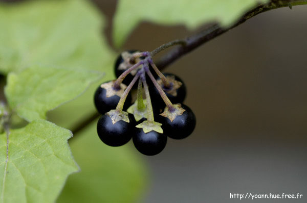 morelle noire