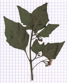 morelle noire